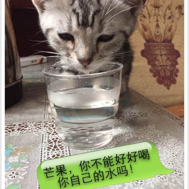 美国考国际驾照怎么申请流程